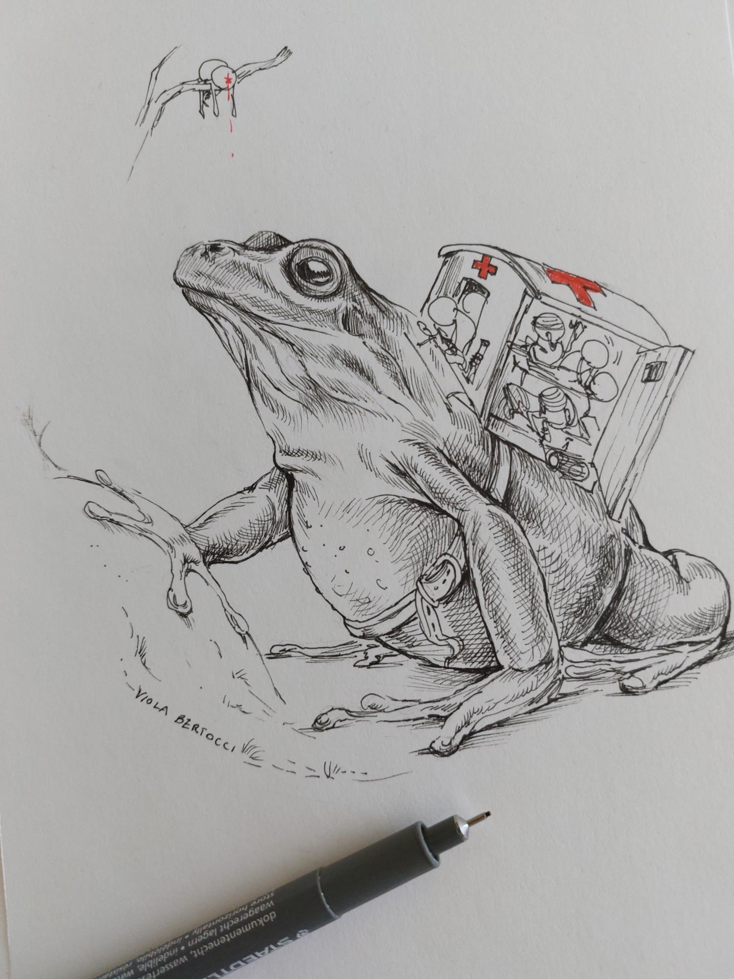 Rana infermiera